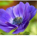 Anemone coronaria...