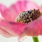 Anemone coronaria