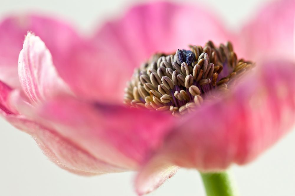 Anemone coronaria