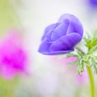 anemone coronaria