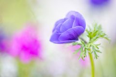 anemone coronaria