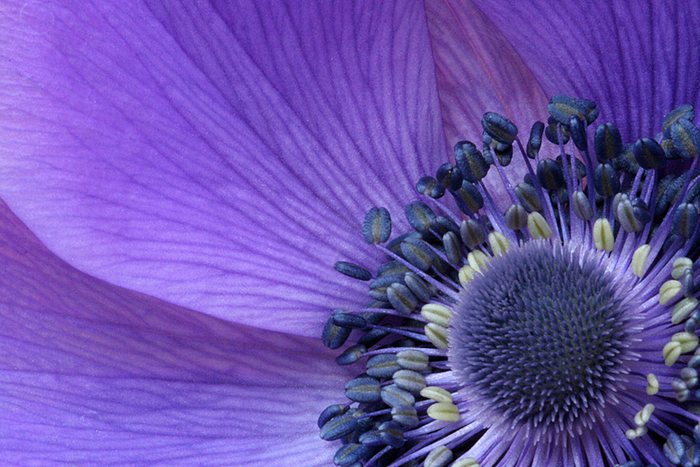 Anemone coronaria