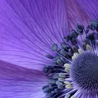 Anemone coronaria