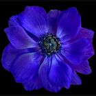 Anemone coronaria