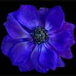 Anemone coronaria