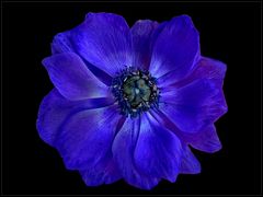 Anemone coronaria