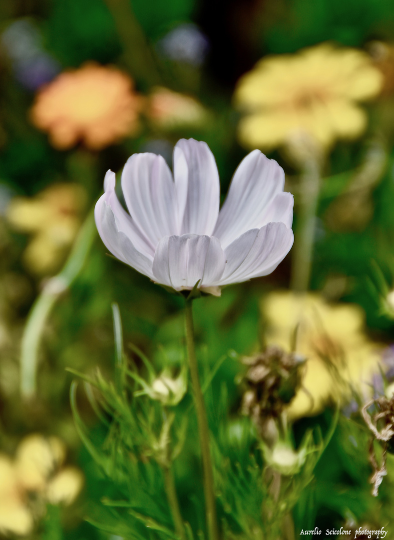 Anemone coronaria bianca