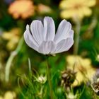 Anemone coronaria bianca