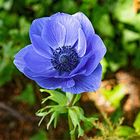 Anemone coronaria (DSC_9835)