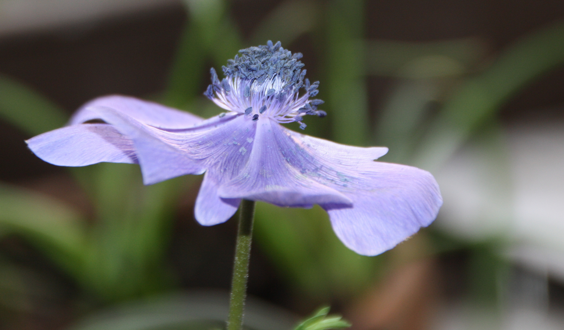 Anemone coronaria