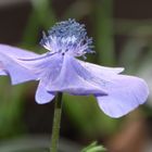 Anemone coronaria