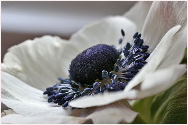 Anemone coronaria