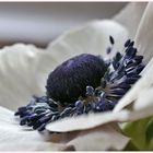 Anemone coronaria