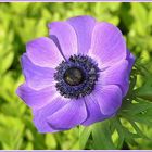 Anemone coronaria, Gartenanemone