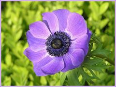 Anemone coronaria, Gartenanemone