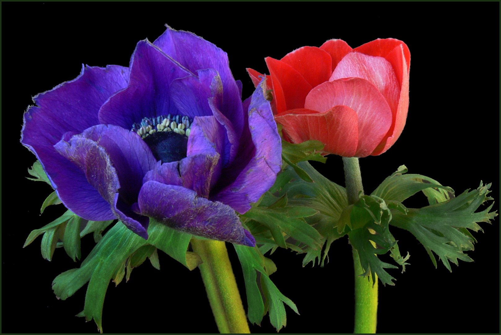 Anemone coronaria – Kronenanemonen 