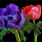 Anemone coronaria – Kronenanemonen 