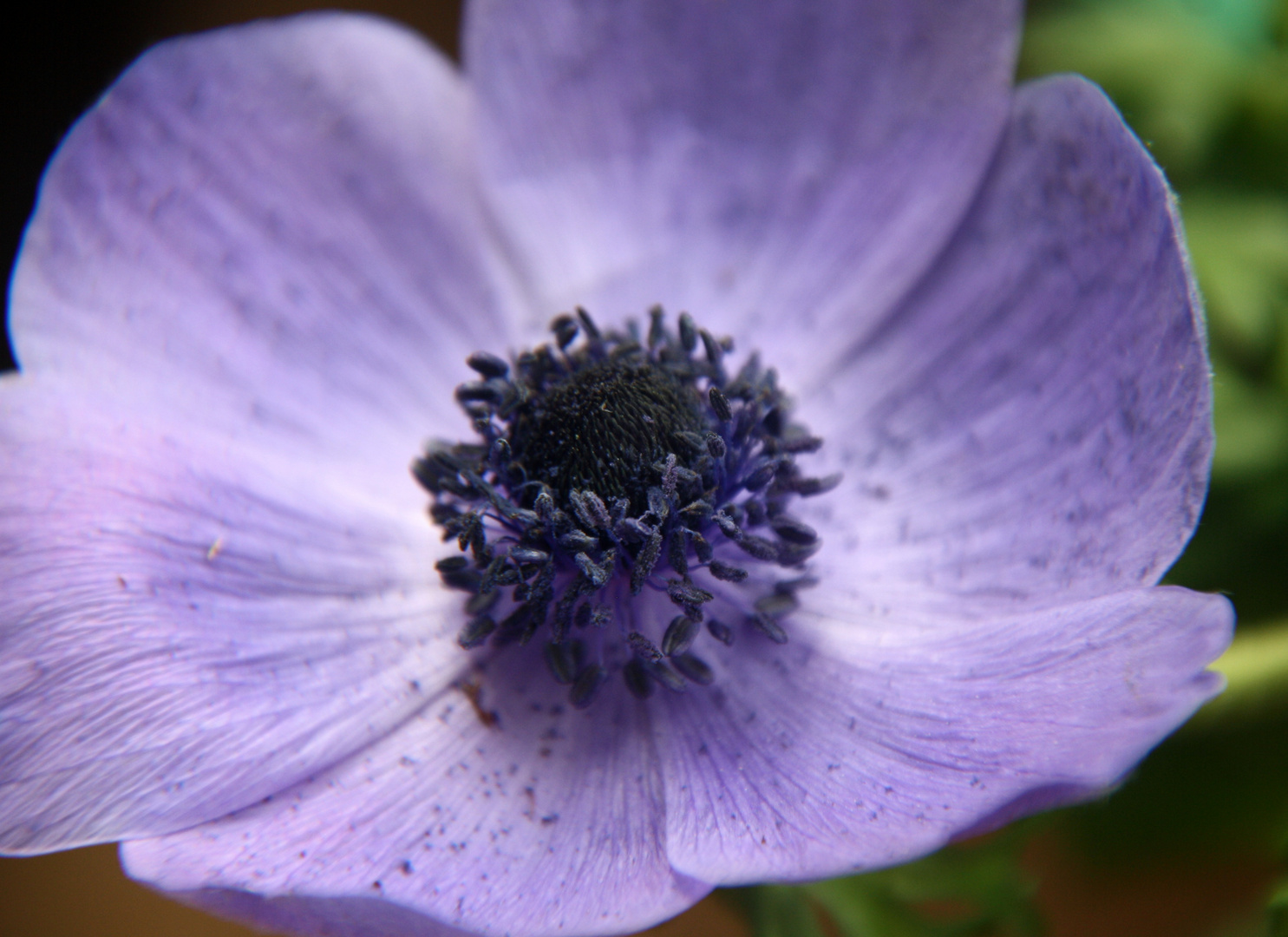 Anemone coronata