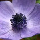 Anemone coronata