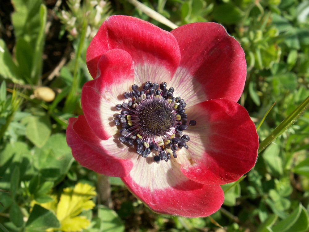 Anemone couronnée