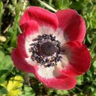 Anemone couronnée