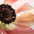 Anemone cremefarben