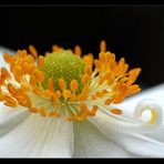 *anemone*