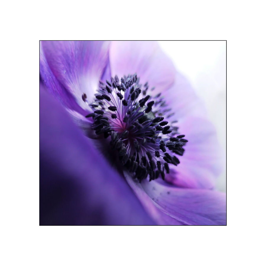 ° anemone °°