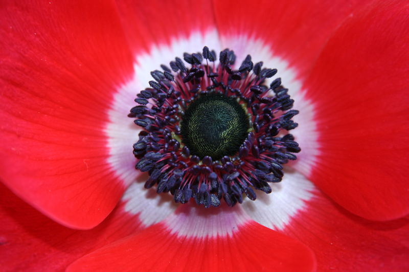 Anemone