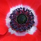 Anemone