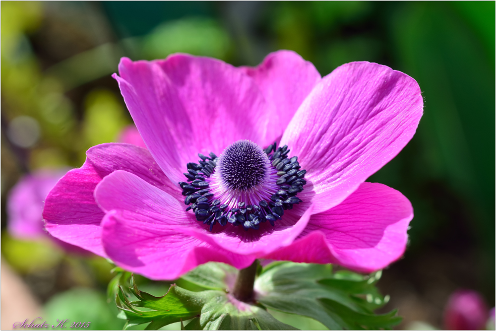 Anemone...