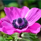 Anemone...