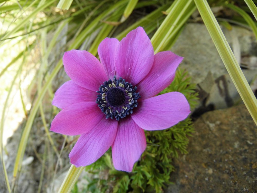 Anemone