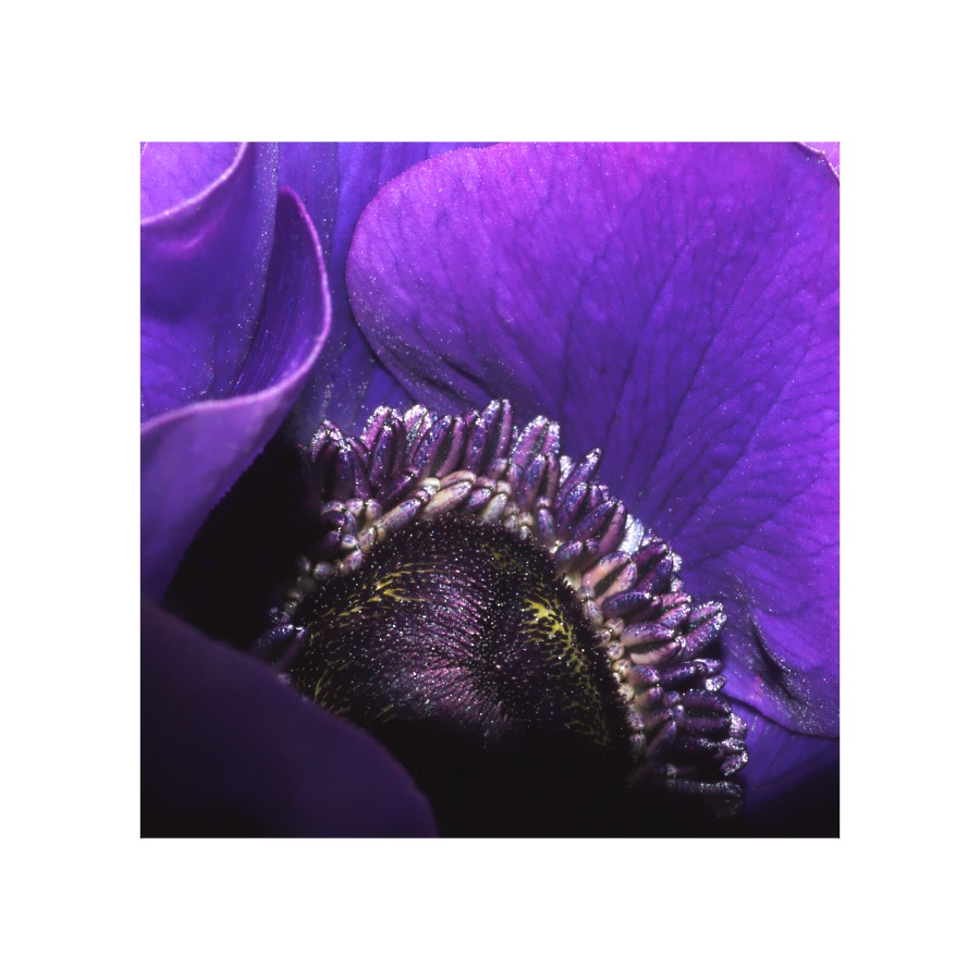 °°anemone °°