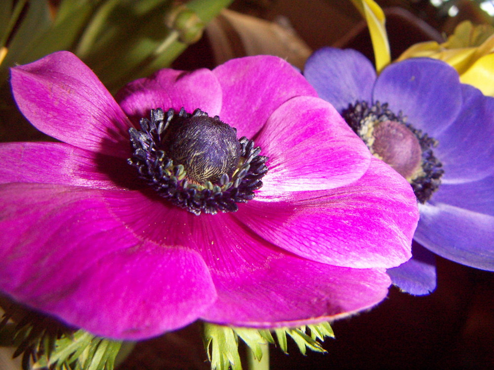 Anemone