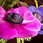 Anemone