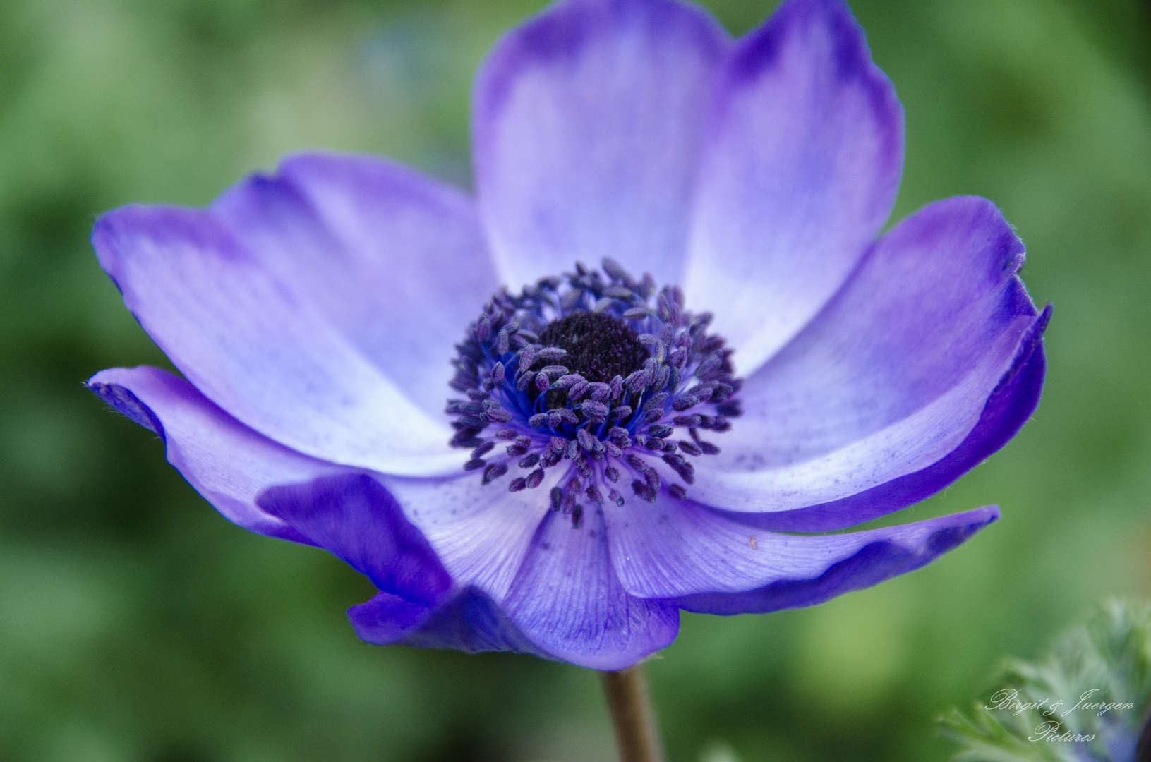 Anemone