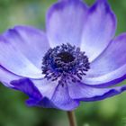 Anemone