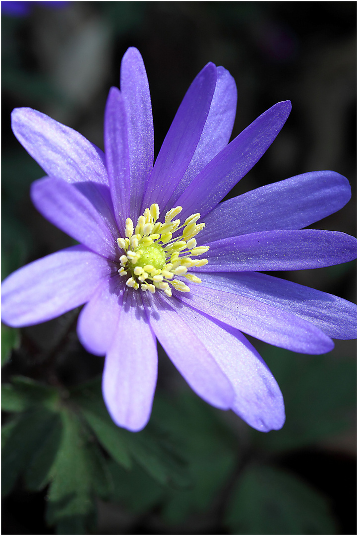 Anemone