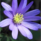 Anemone