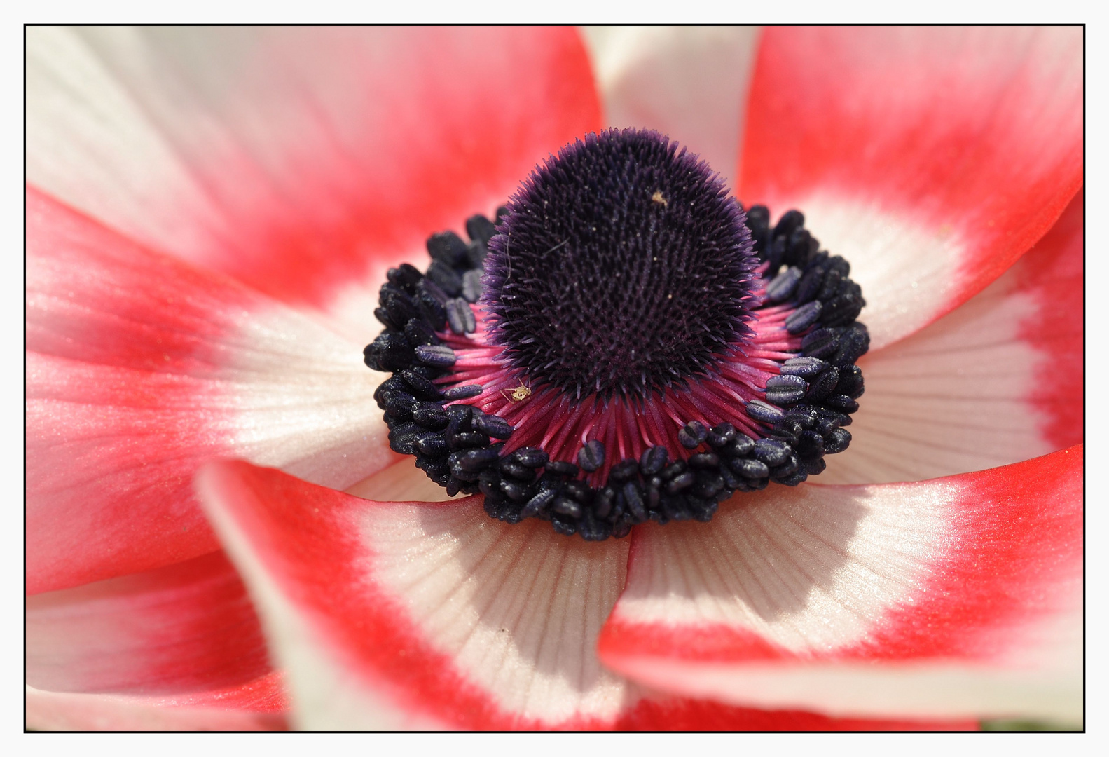 Anemone de Caen -1-