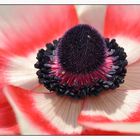 Anemone de Caen -1-