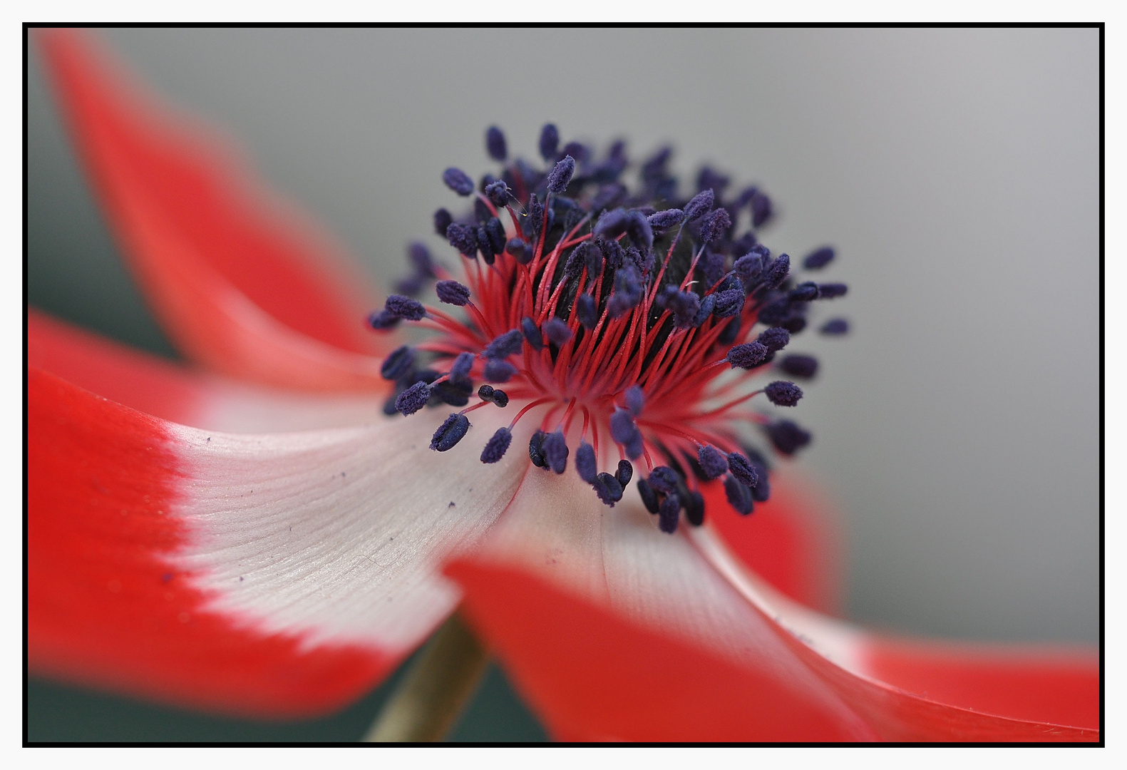 Anemone de Caen