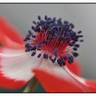 Anemone de Caen