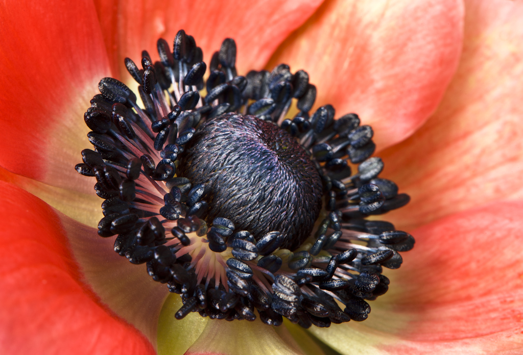 Anemone