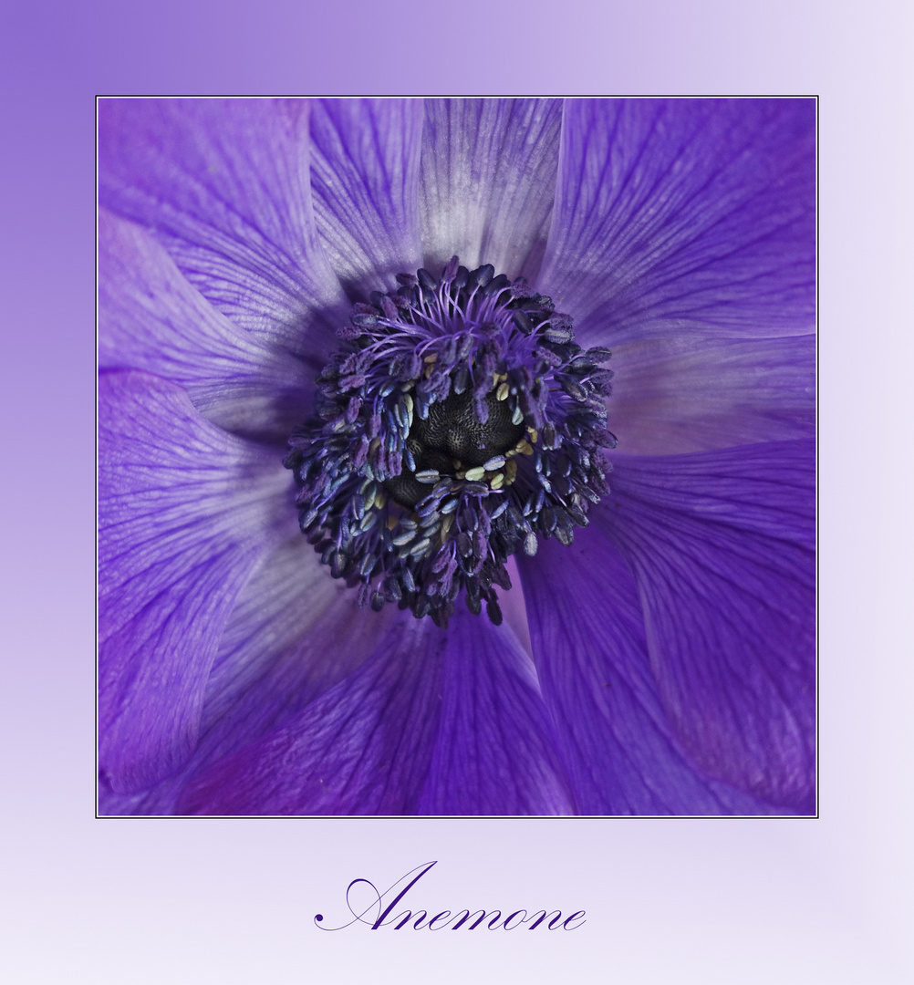 Anemone - Der Frühling aus dem Blumenladen