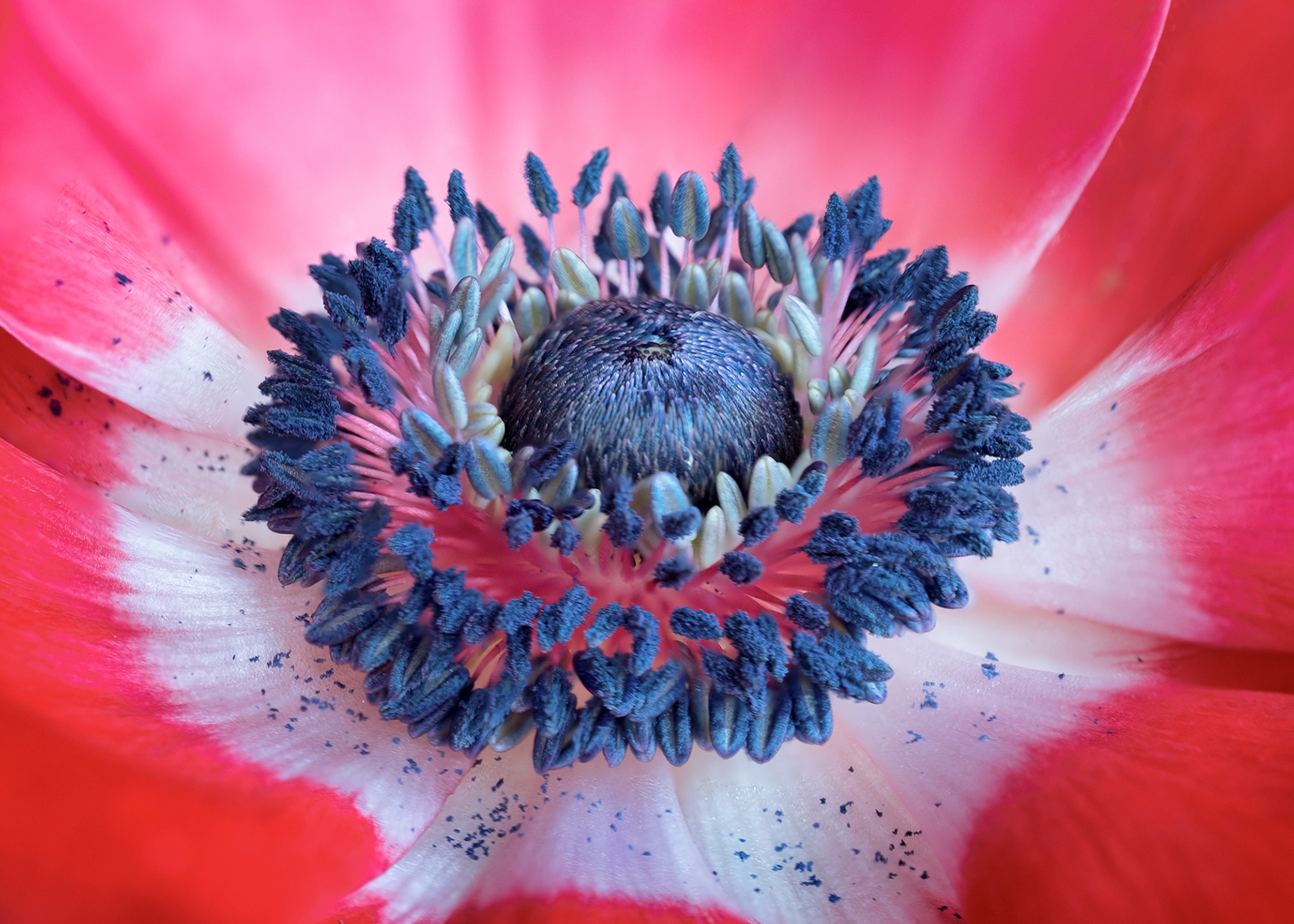 Anemone Detail 2 _ 15.1.21