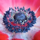 Anemone Detail 2 _ 15.1.21