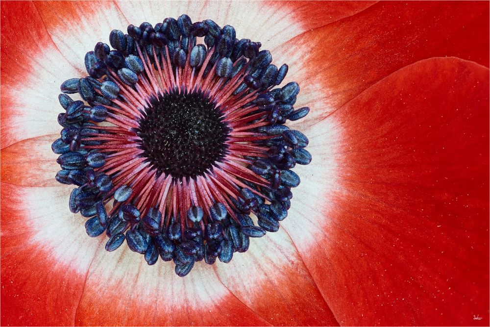 Anemone Detail