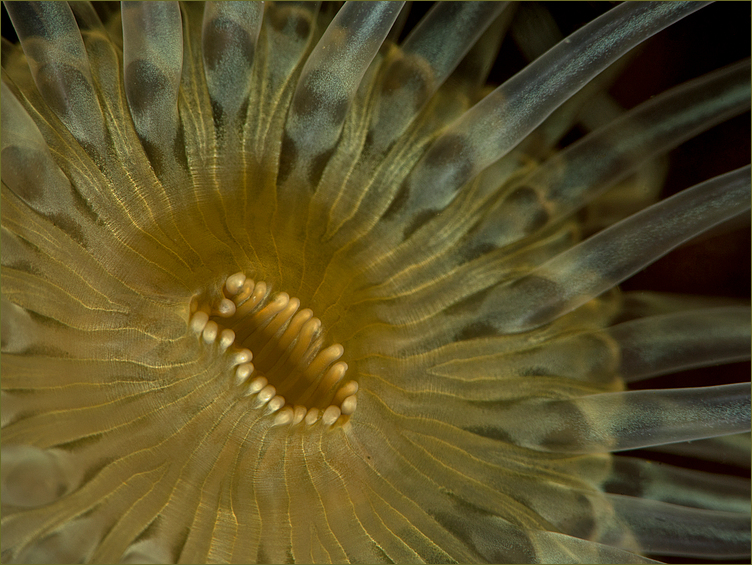 Anemone detail